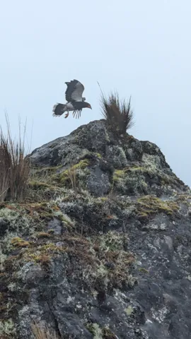 Bird perched on rocky summit. Finer identification remains unconfirmed.