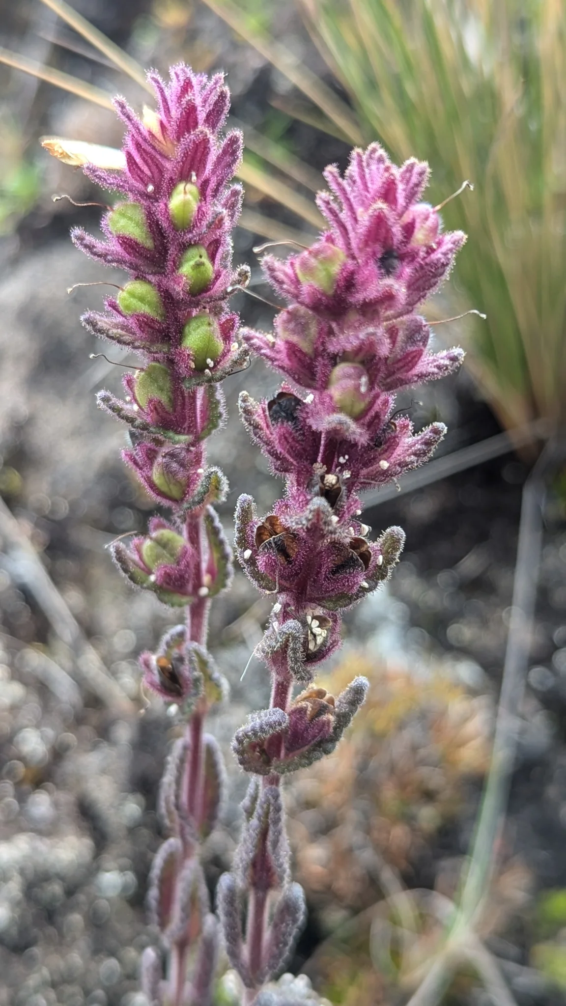 Pink highland flower spike close-up. Finer identification remains unconfirmed.