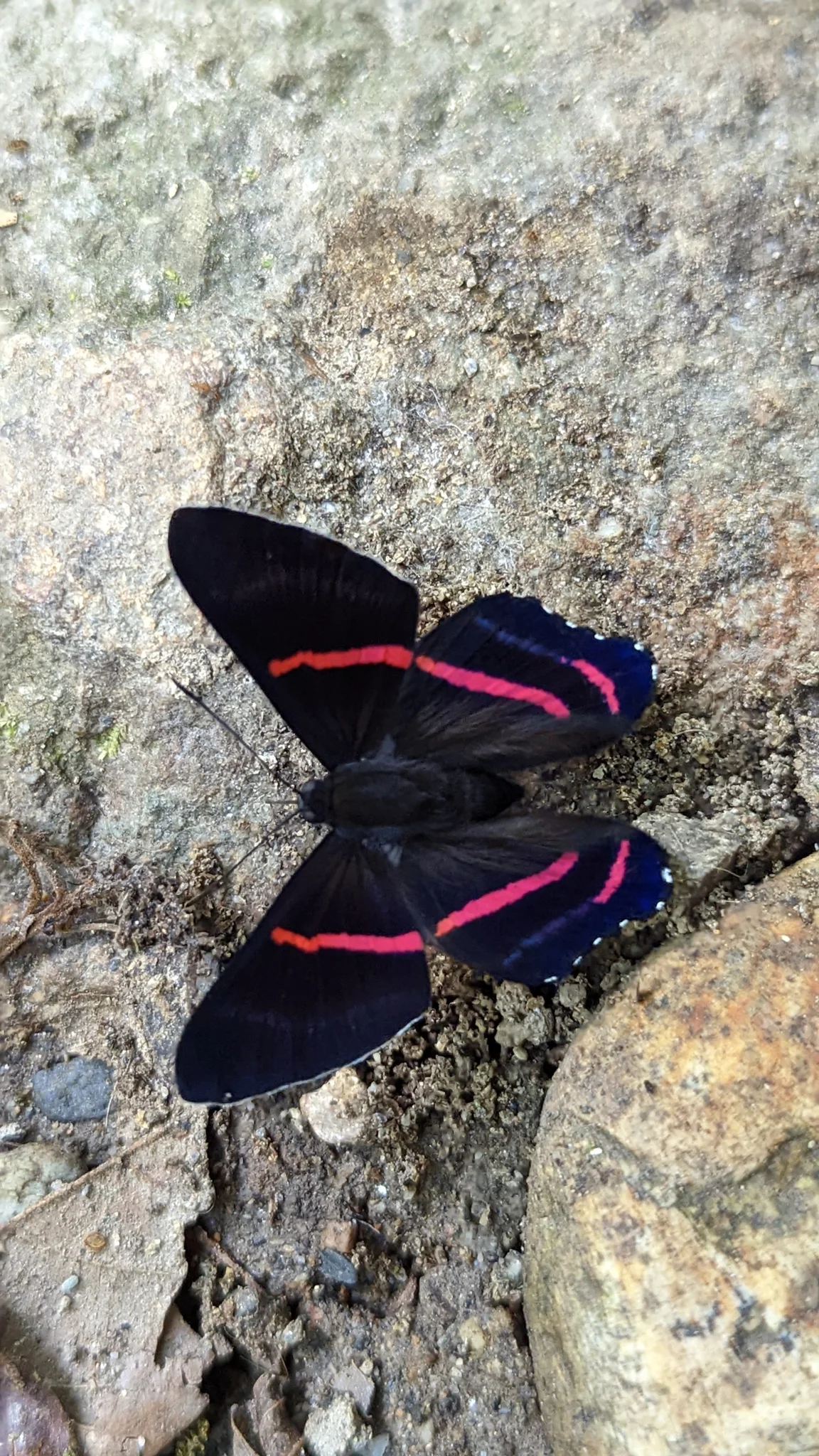 Dark butterfly on pale ground. Finer identification remains unconfirmed.