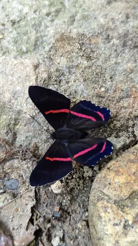 Dark butterfly on pale ground. Finer identification remains unconfirmed.