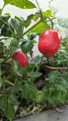 Fleshy red Capsicum pubescens peppers hang from a plant with conspicuously hairy stems and leaves.