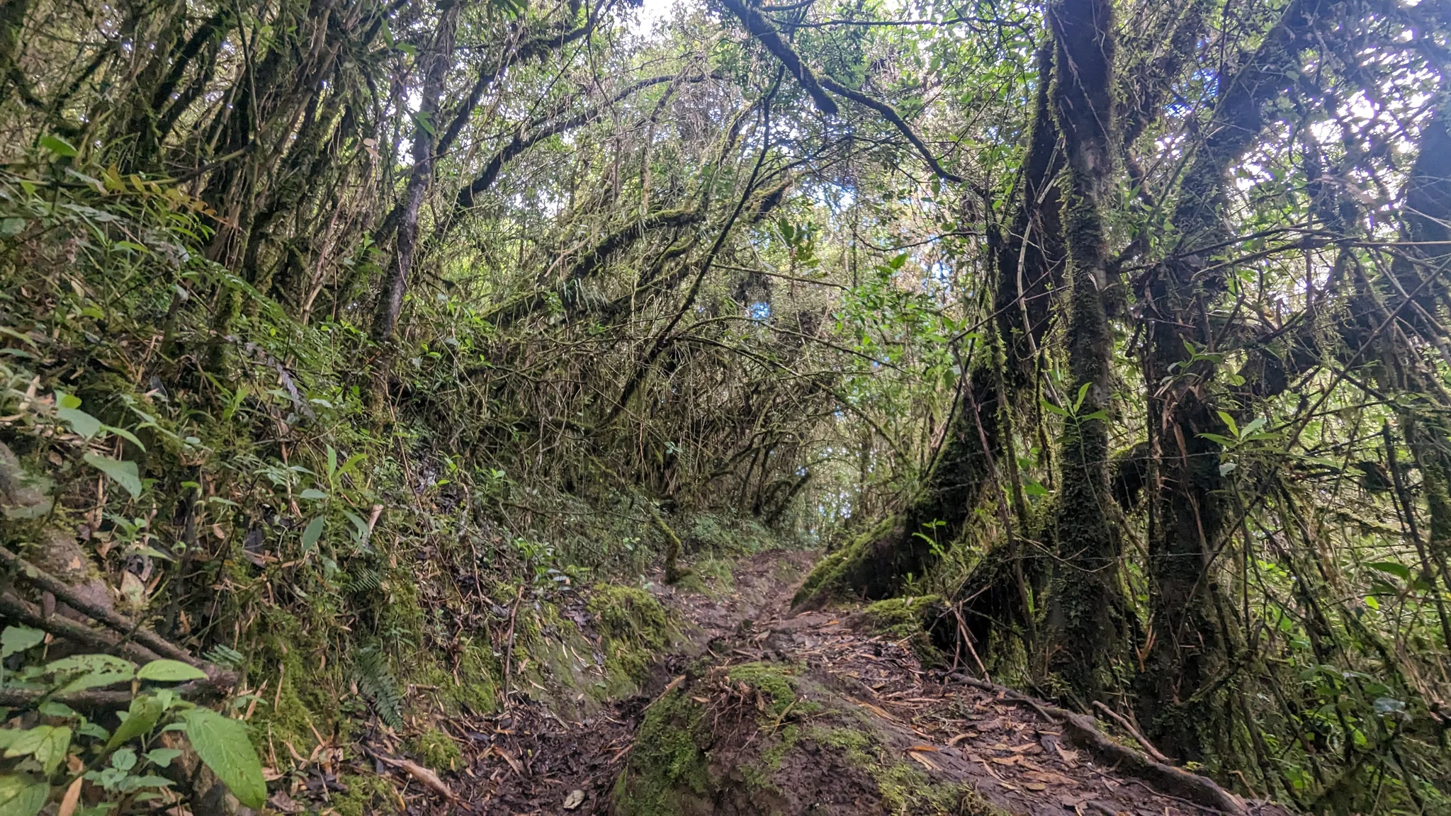 Mossy branches over the trail