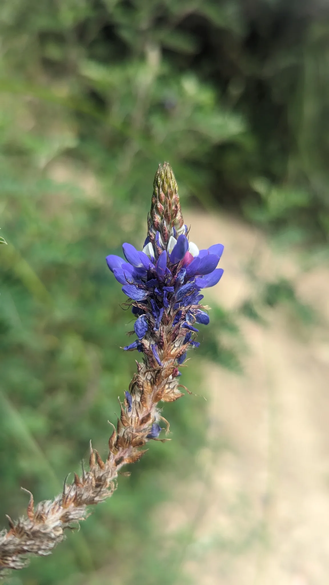 Purple wildflower close-up. Finer identification remains unconfirmed.