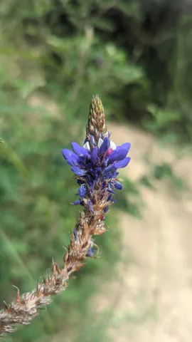 Purple wildflower close-up. Finer identification remains unconfirmed.