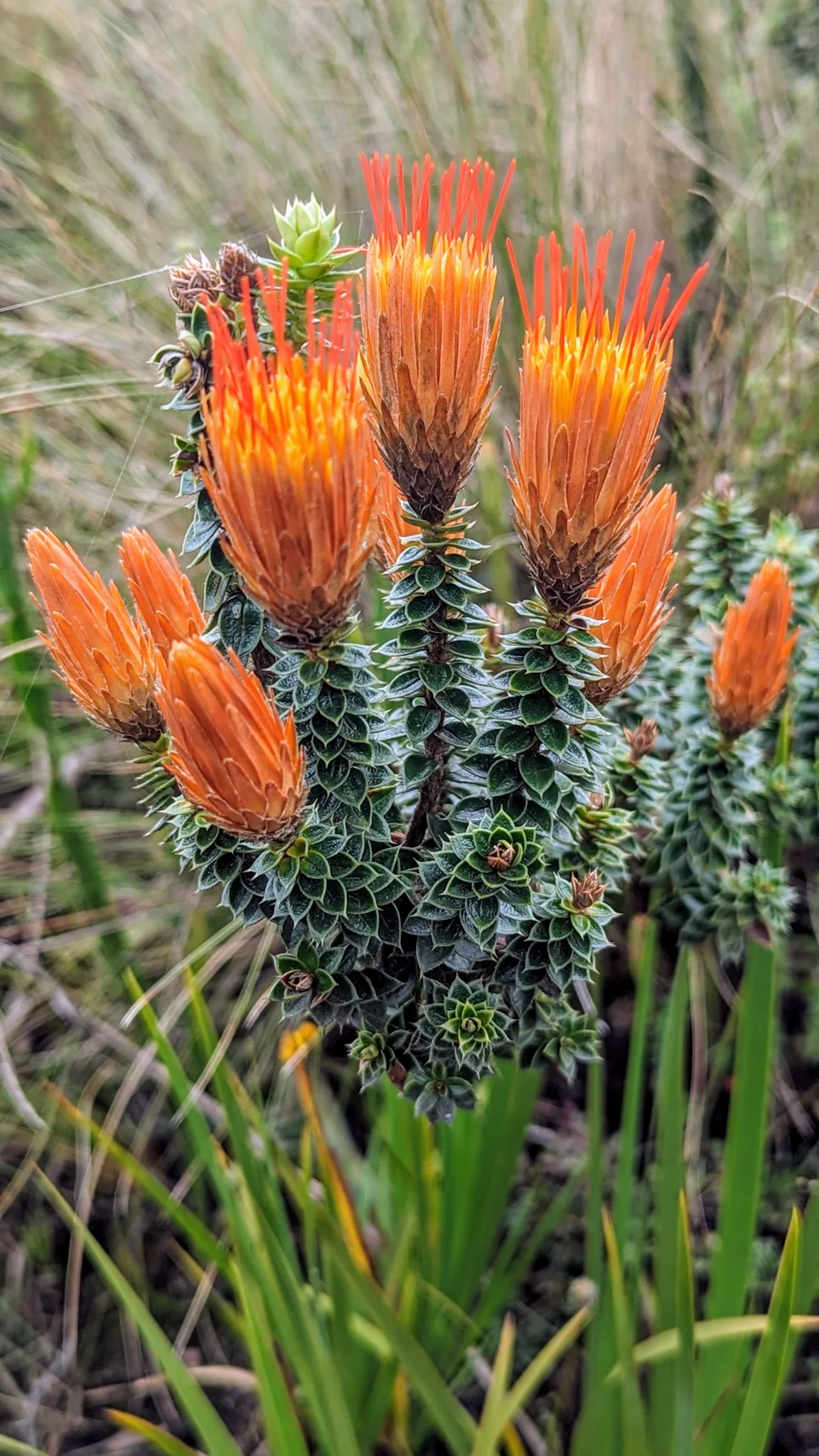 Bright flower heads above the grass