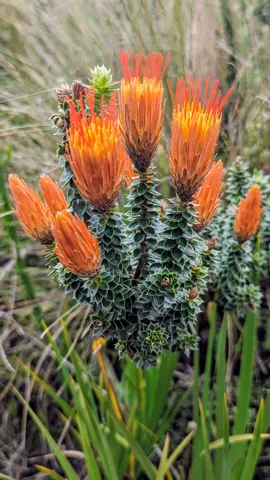 Bright flower heads above the grass