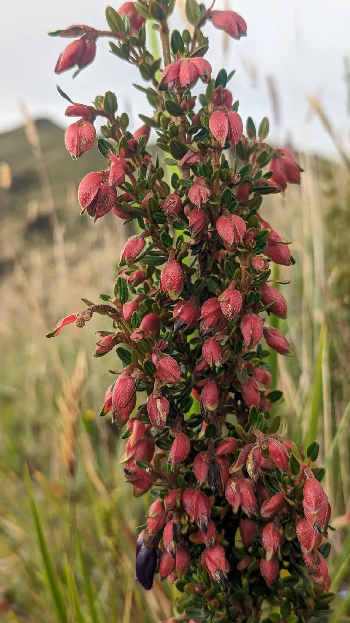 Red hanging flowers on a leafy shrub