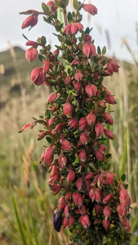 Red hanging flowers on a leafy shrub