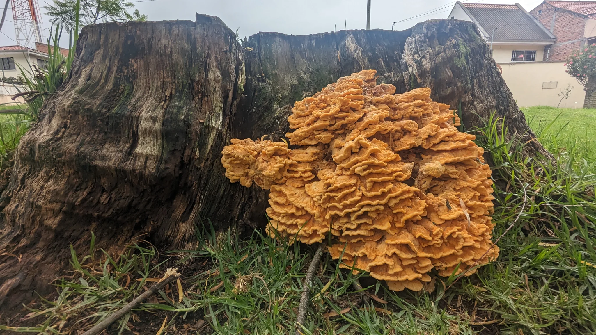 Orange shelf fungus on tree stump. Finer identification remains unconfirmed.