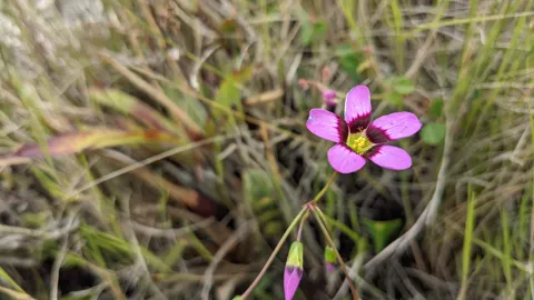 A Gentianella flower has five magenta corolla lobes, a dark throat and contrasting yellow anthers, with slender tubular buds nearby.