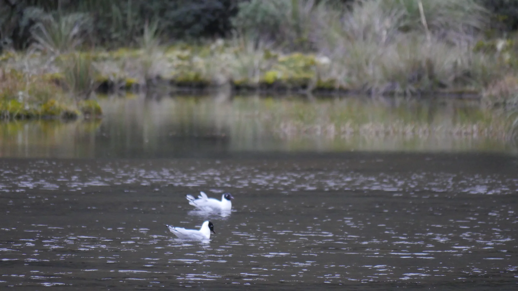 A white bird and its reflection