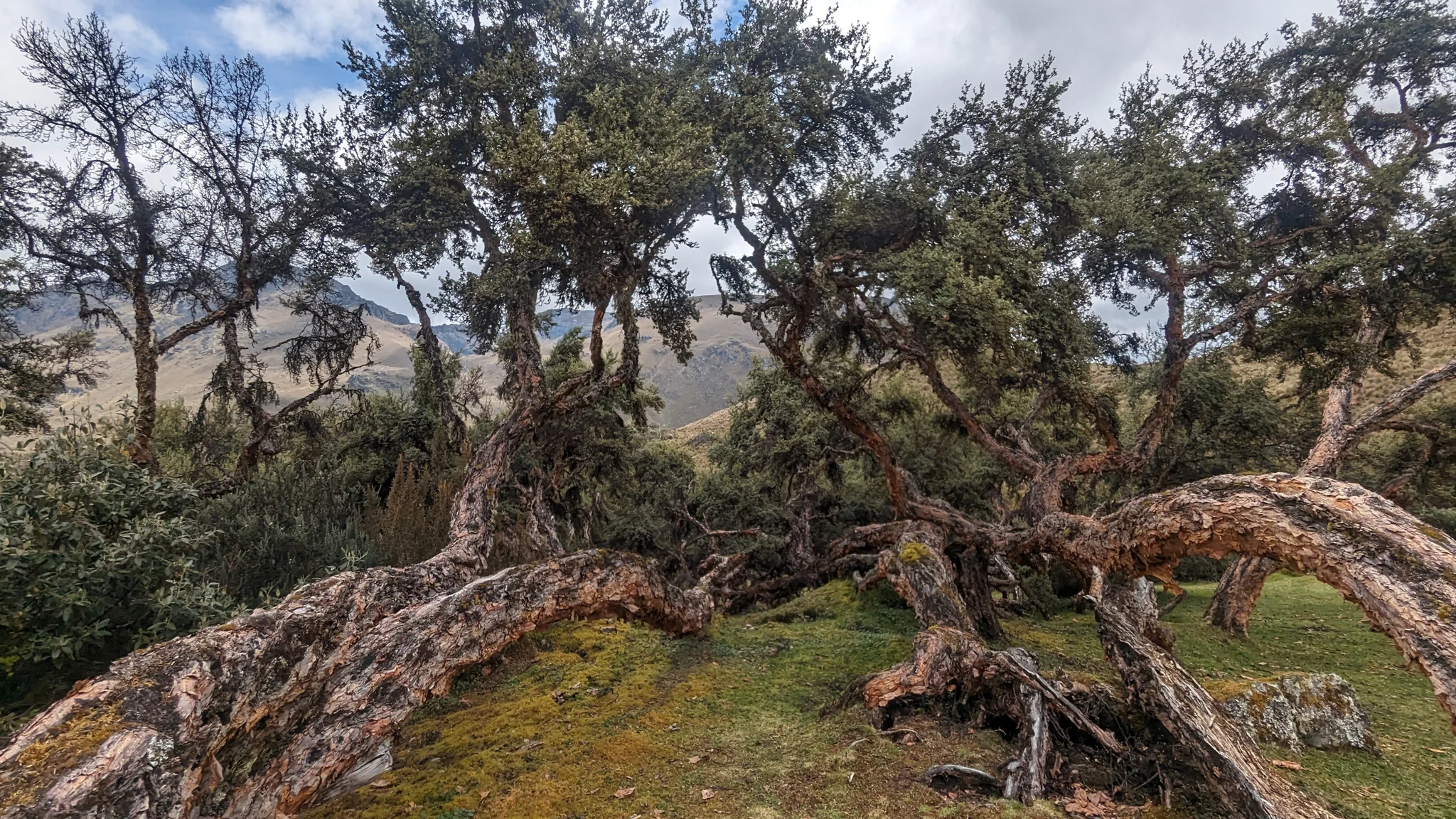 Twisted branches above a mossy floor