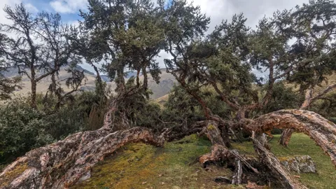 Twisted branches above a mossy floor