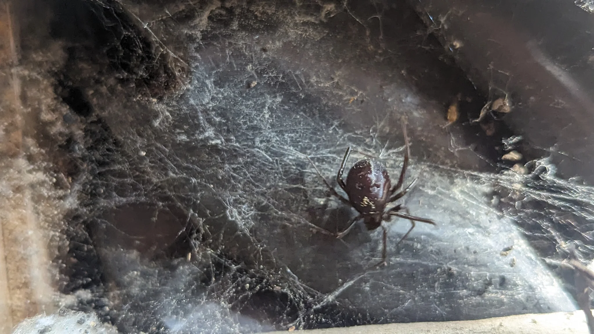 Small spider-like arthropod on a webbed corner. Finer identification remains unconfirmed.