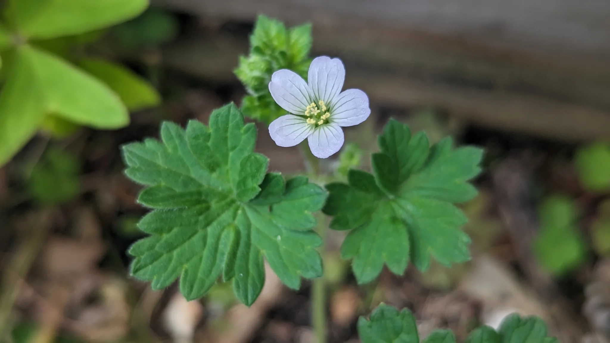 Small white flower close-up. Finer identification remains unconfirmed.