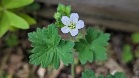 Small white flower close-up. Finer identification remains unconfirmed.