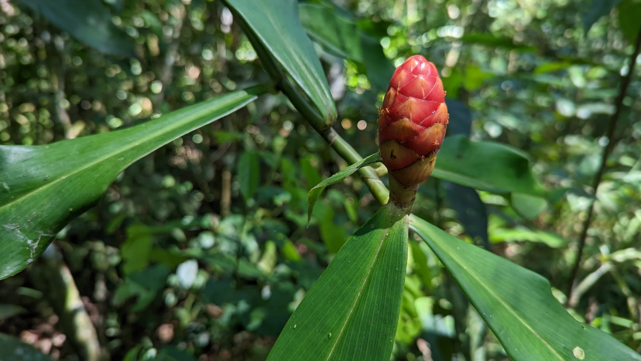 A compact red Costus bract cone rises at the tip of a leafy spiral-ginger stem in tropical forest vegetation.