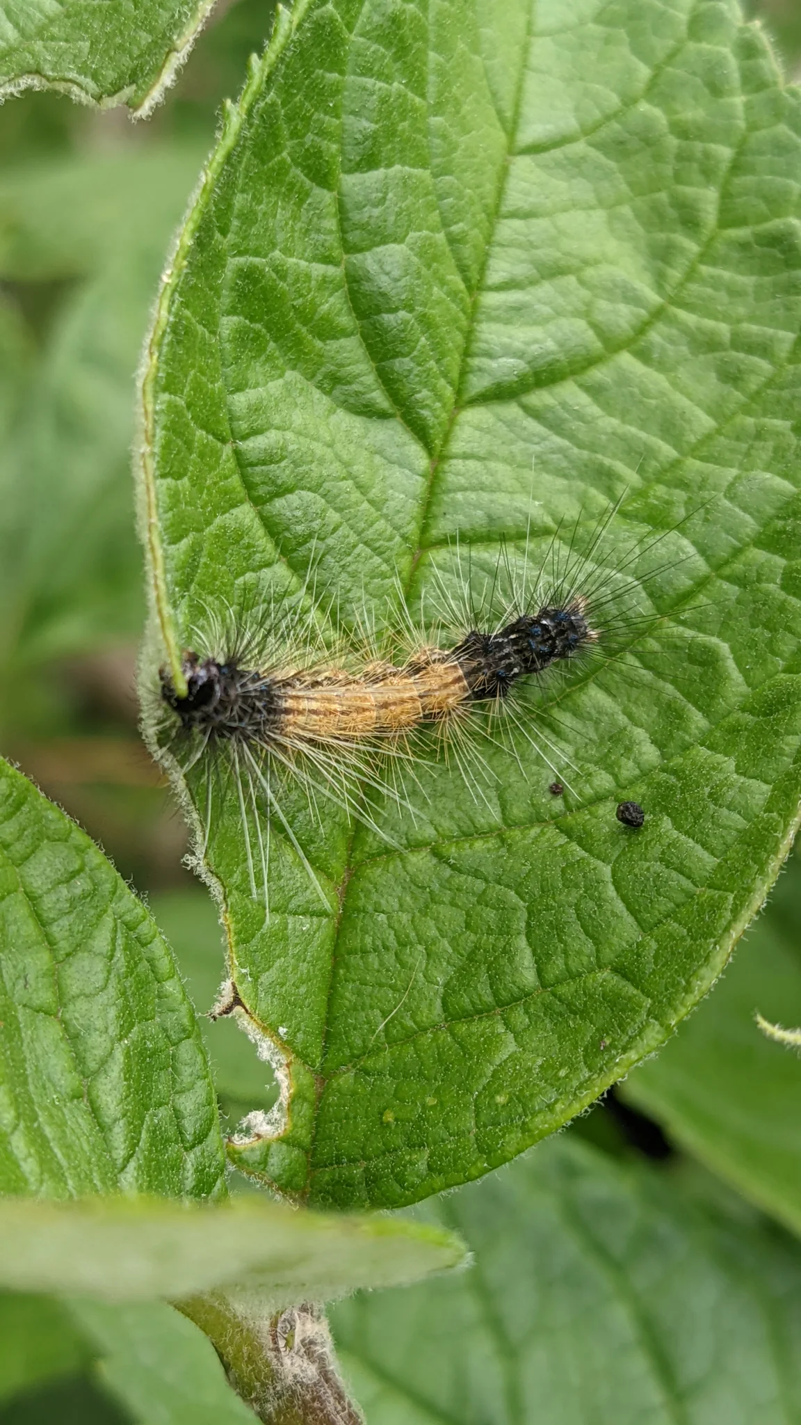 Small insect on leaf. Finer identification remains unconfirmed.