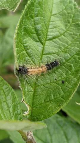 Small insect on leaf. Finer identification remains unconfirmed.