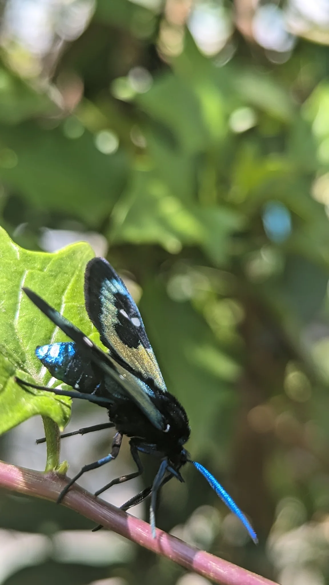 Butterfly on leafy branch. Finer identification remains unconfirmed.