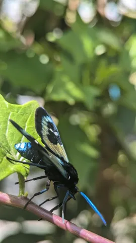 Butterfly on leafy branch. Finer identification remains unconfirmed.