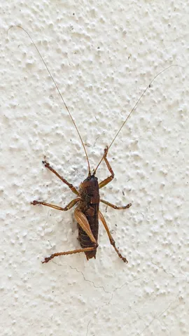 Insect on textured wall. Finer identification remains unconfirmed.