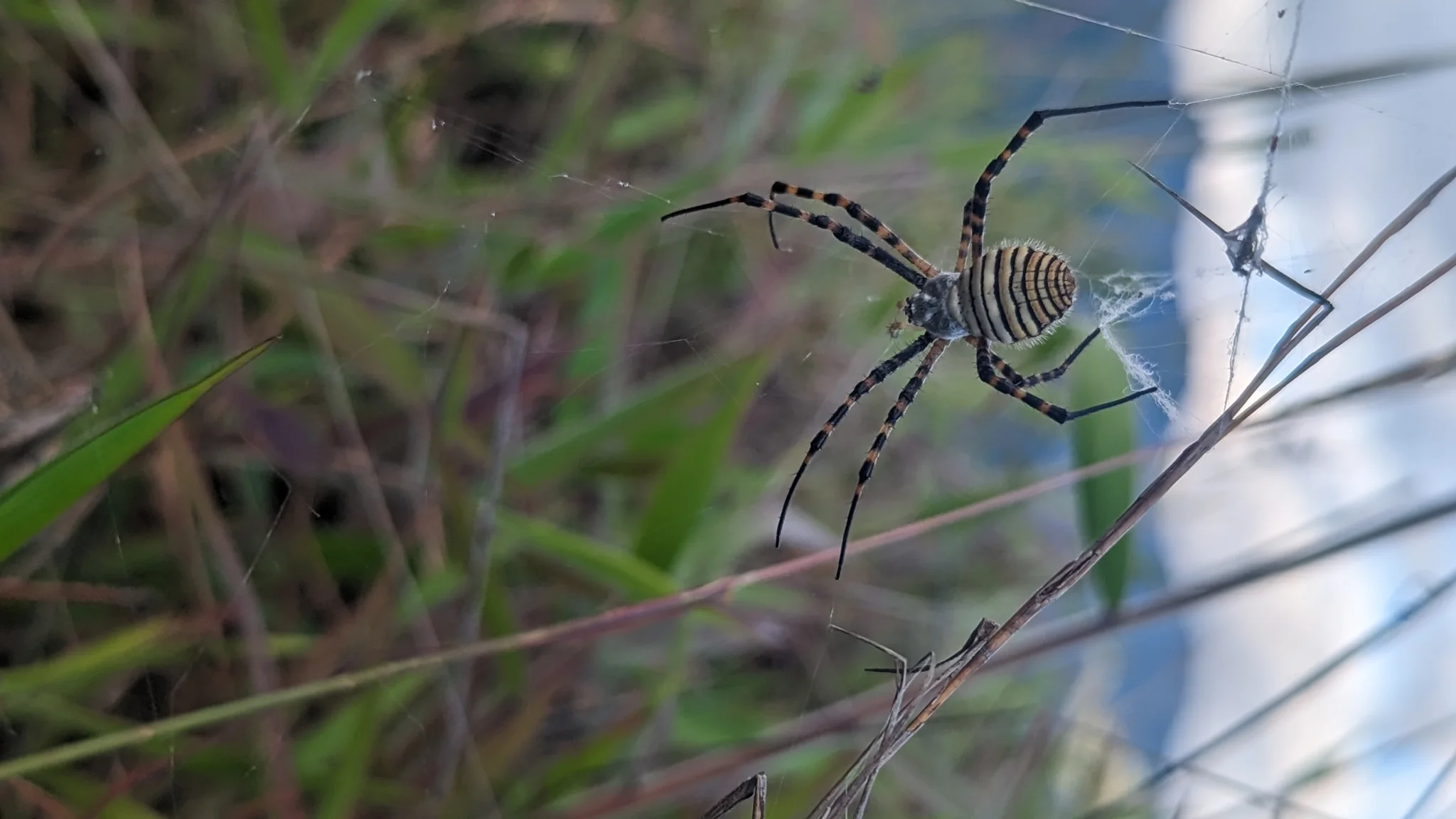 Long-legged banded spider among dry stems. Finer identification remains unconfirmed.
