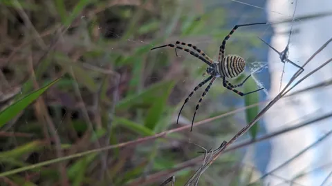 Long-legged banded spider among dry stems. Finer identification remains unconfirmed.