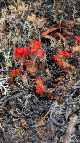 Red fruiting bodies top small Cladonia lichen cups among pale lichen scales and dry vegetation.