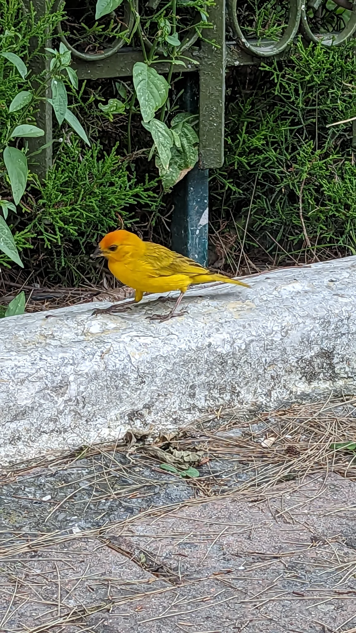 Yellow bird on a concrete edge. Finer identification remains unconfirmed.
