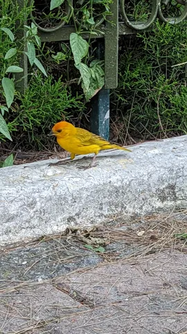 Yellow bird on a concrete edge. Finer identification remains unconfirmed.