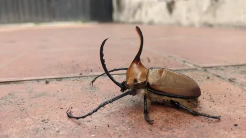 Large beetle on tile surface. Finer identification remains unconfirmed.
