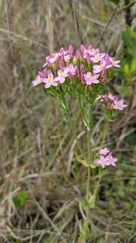 A slender Centaurium plant bears a flat cluster of small five-lobed pink flowers above opposite leaves among dry grass.