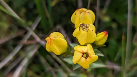 A close view of yellow petals