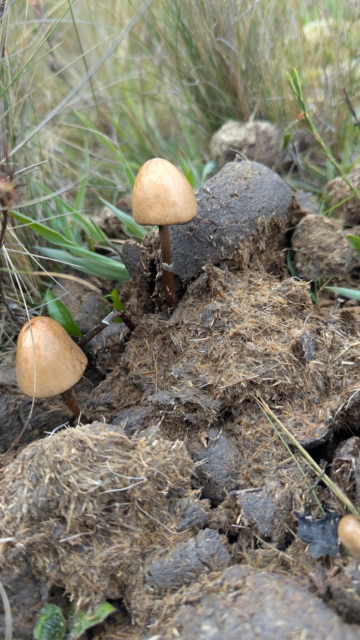Small tan mushrooms in soil. Finer identification remains unconfirmed.