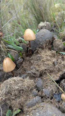 Small tan mushrooms in soil. Finer identification remains unconfirmed.