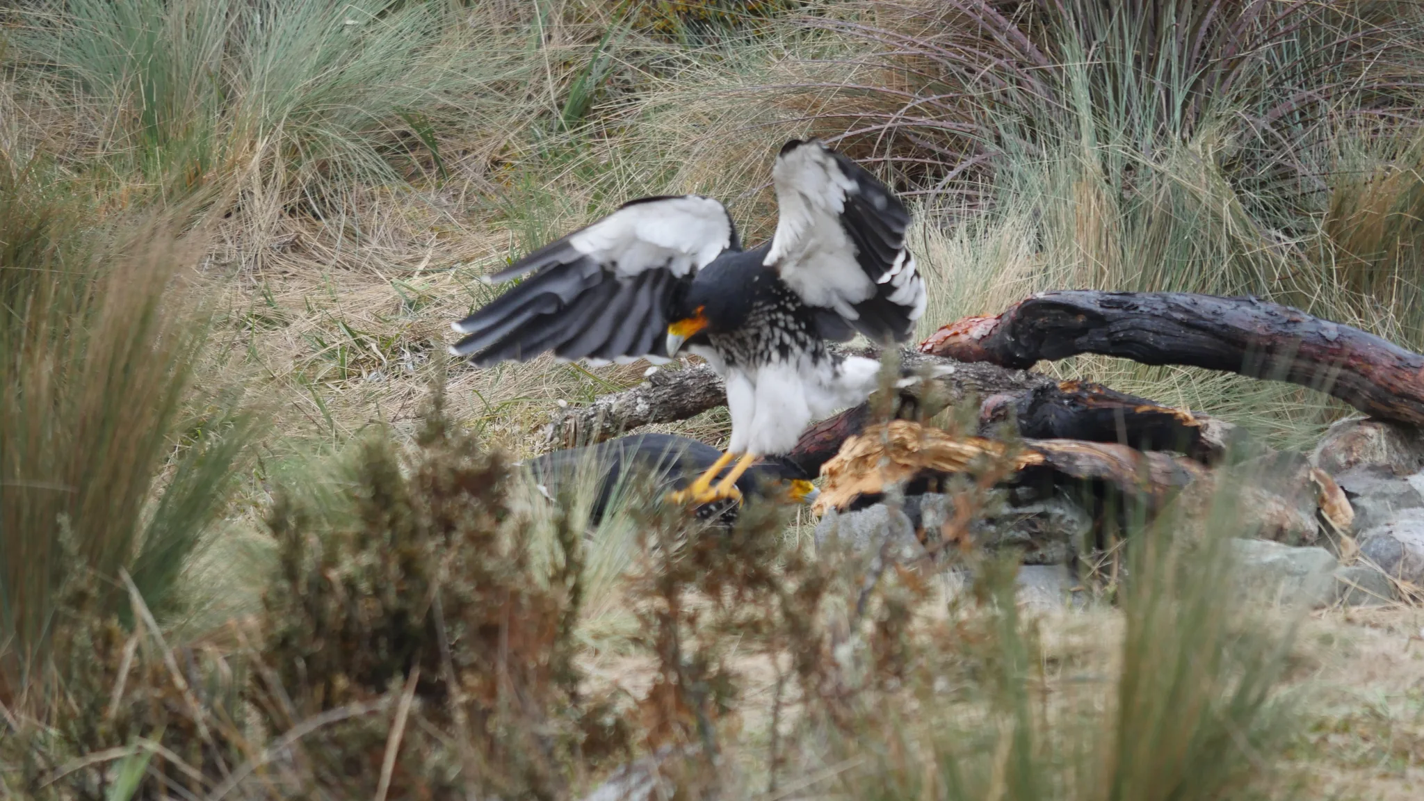 Bird spreading its wings beside the ground. Finer identification remains unconfirmed.