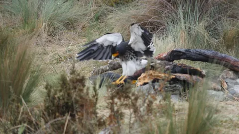 Bird spreading its wings beside the ground. Finer identification remains unconfirmed.