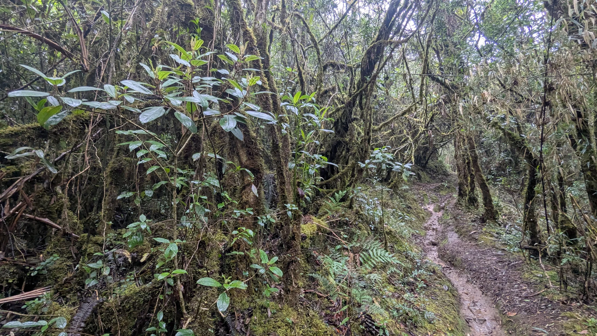 A path between mossy trunks