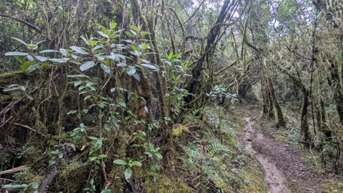 A path between mossy trunks