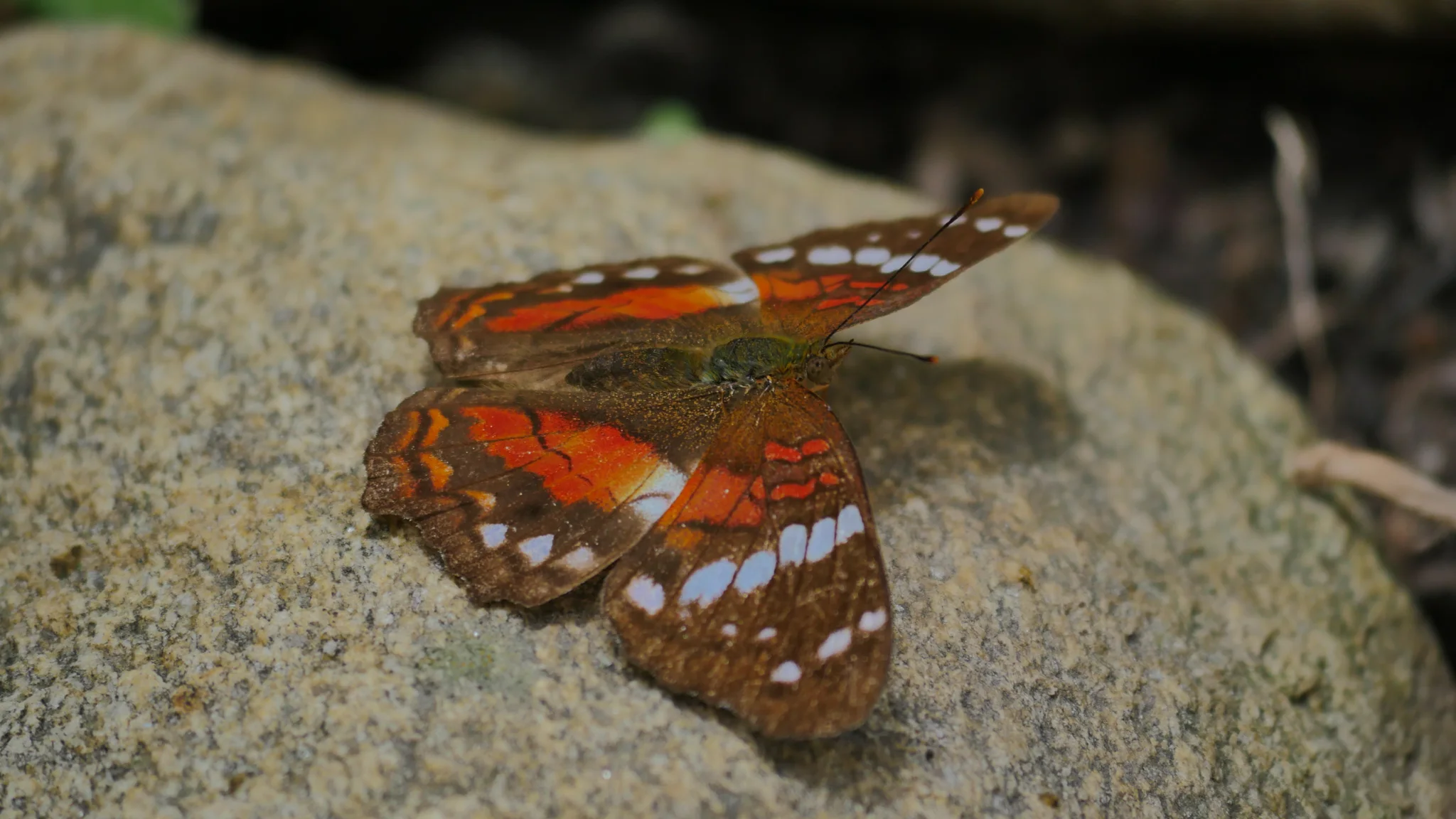 Orange butterfly on sand. Finer identification remains unconfirmed.