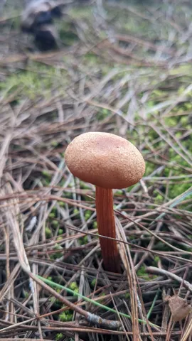 Brown mushroom in leaf litter. Finer identification remains unconfirmed.