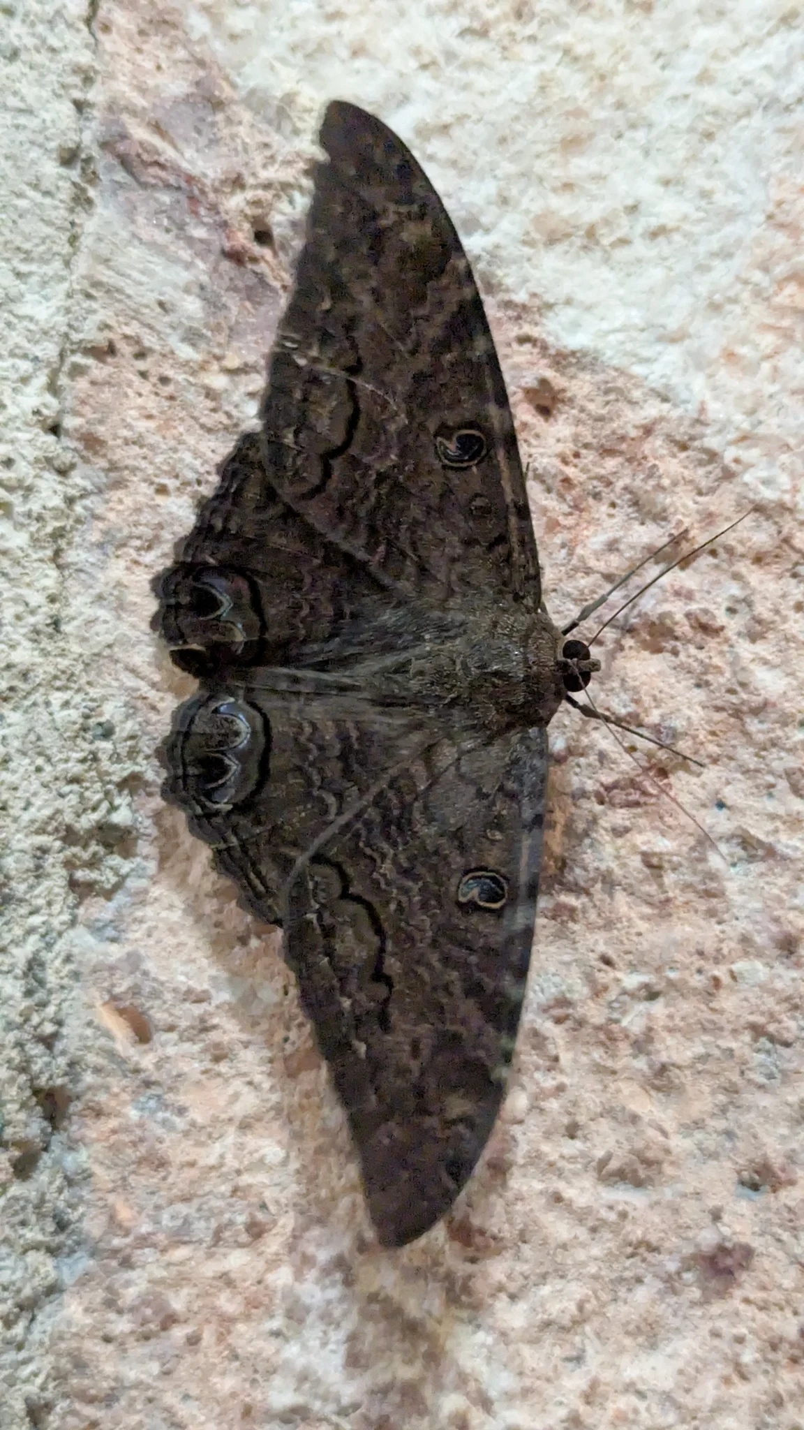 Dark moth closeup on stone. Finer identification remains unconfirmed.