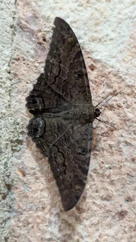 Dark moth closeup on stone. Finer identification remains unconfirmed.