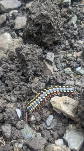Small larva on gravel. Finer identification remains unconfirmed.
