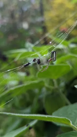 Small spider among fine grass stems. Finer identification remains unconfirmed.