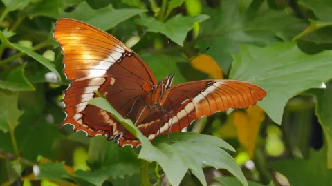 Orange butterfly with open wings. Finer identification remains unconfirmed.