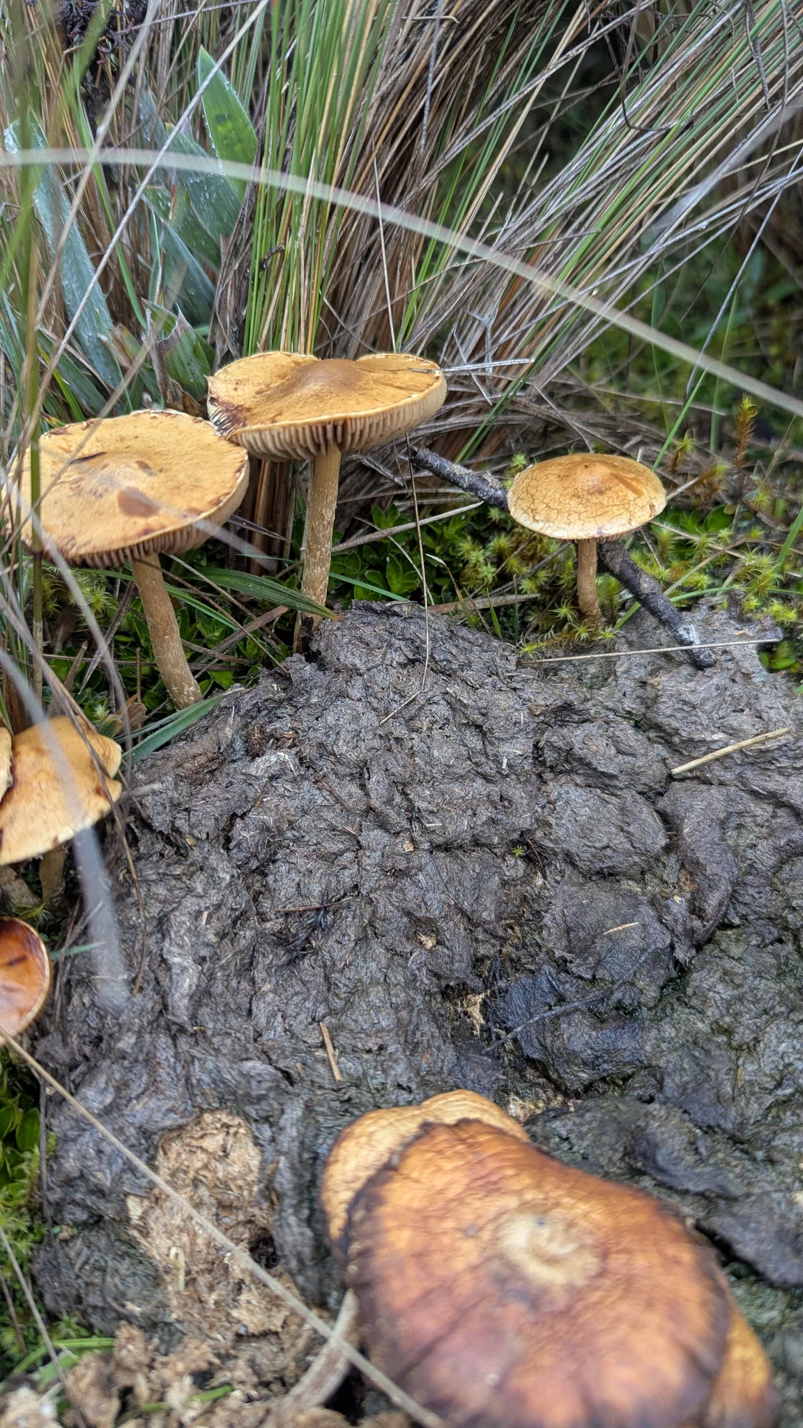 Ochre mushrooms grow beside grass and dark soil. The following close-up shows the gills of another view from this patch; the species remains unresolved.