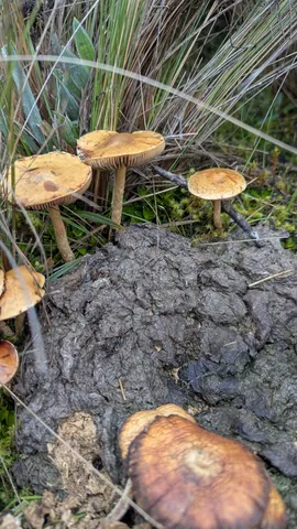 Ochre mushrooms grow beside grass and dark soil. The following close-up shows the gills of another view from this patch; the species remains unresolved.