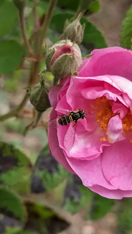 Pink flower with insect. Finer identification remains unconfirmed.
